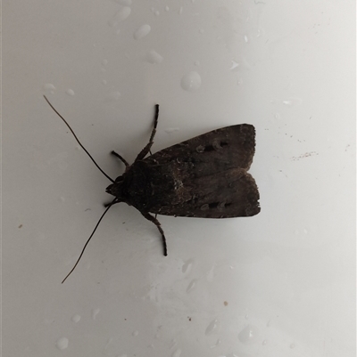 Agrotis infusa (Bogong Moth, Common Cutworm) at Greenleigh, NSW - 1 Nov 2024 by LyndalT