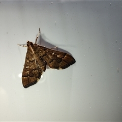 Nacoleia rhoeoalis at Deakin, ACT - 24 Oct 2024