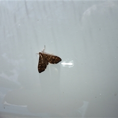 Nacoleia rhoeoalis at Deakin, ACT - 24 Oct 2024