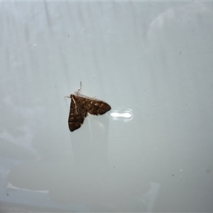 Nacoleia rhoeoalis at Deakin, ACT - 24 Oct 2024