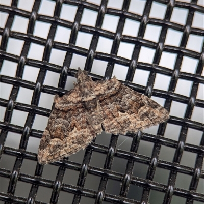 Phrissogonus laticostata (Apple looper moth) at Holder, ACT - 1 Nov 2024 by Miranda