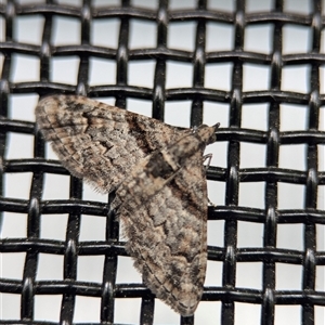 Phrissogonus laticostata at Holder, ACT - 1 Nov 2024