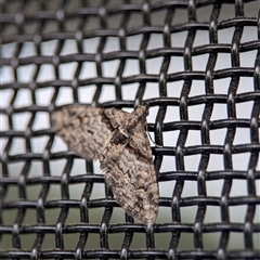 Phrissogonus laticostata at Holder, ACT - 1 Nov 2024