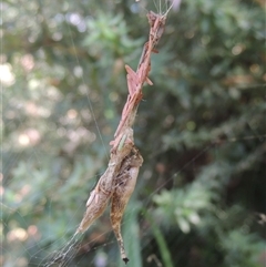 Arachnura higginsi at Conder, ACT - 17 Feb 2024 10:28 AM