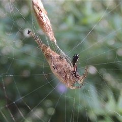 Arachnura higginsi at Conder, ACT - 17 Feb 2024 10:28 AM