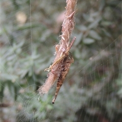 Arachnura higginsi at Conder, ACT - 2 Mar 2024 by MichaelBedingfield