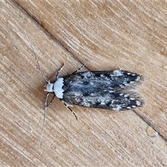 Endrosis sarcitrella (White-shouldered House Moth) at Goulburn, NSW - 31 Oct 2024 by trevorpreston