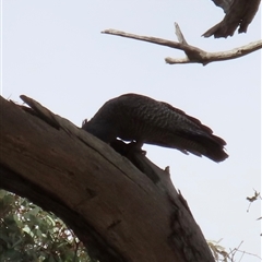 Callocephalon fimbriatum (Gang-gang Cockatoo) - 1 Jan 1900 by lbradley