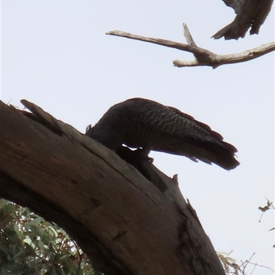 Callocephalon fimbriatum (Gang-gang Cockatoo) at Aranda, ACT - 1 Nov 2024 by lbradley