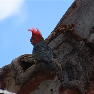 Callocephalon fimbriatum (Gang-gang Cockatoo) at Aranda, ACT - 31 Oct 2024 by lbradley