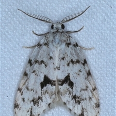 Thallarcha macilenta (Lithosiini) at Rosedale, NSW - 27 Oct 2024 by jb2602