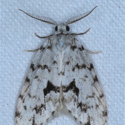 Thallarcha macilenta (Lithosiini) at Rosedale, NSW - 27 Oct 2024 by jb2602