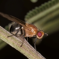 Rhagadolyra magnicornis (Lauxaniid fly) at Bruce, ACT - 29 Oct 2024 by kasiaaus