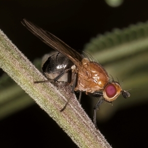 Rhagadolyra magnicornis at Bruce, ACT - 30 Oct 2024 10:32 AM