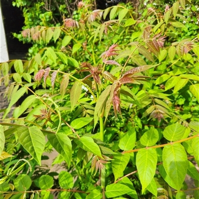 Ailanthus altissima (Tree-of-Heaven) at Curtin, ACT - 31 Oct 2024 by d3lerium