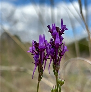 Linaria pelisseriana at Fadden, ACT - 1 Nov 2024