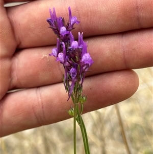 Linaria pelisseriana at Fadden, ACT - 1 Nov 2024 11:29 AM