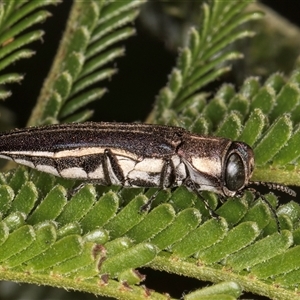 Agrilus hypoleucus at Bruce, ACT - 30 Oct 2024