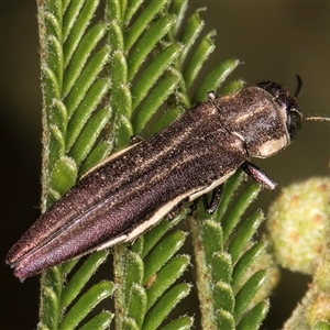 Agrilus hypoleucus at Bruce, ACT - 30 Oct 2024