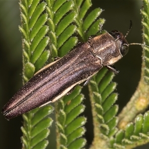 Agrilus hypoleucus at Bruce, ACT - 30 Oct 2024