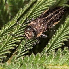 Agrilus hypoleucus at Bruce, ACT - 30 Oct 2024