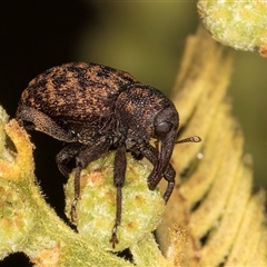 Melanterius costipennis (A weevil) at Bruce, ACT - 29 Oct 2024 by kasiaaus