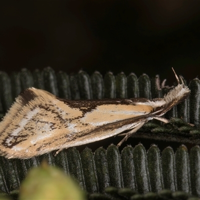 Thema macroscia (A concealer moth) at Bruce, ACT - 29 Oct 2024 by kasiaaus