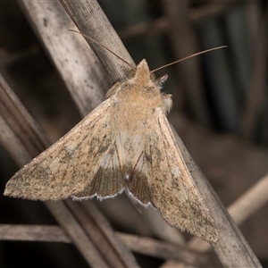 Helicoverpa punctigera at Bruce, ACT - 30 Oct 2024