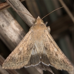 Helicoverpa punctigera at Bruce, ACT - 30 Oct 2024