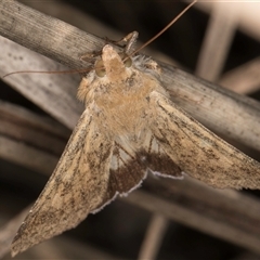 Helicoverpa punctigera at Bruce, ACT - 30 Oct 2024