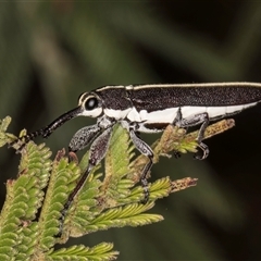 Rhinotia suturalis (Belid weevil) at Bruce, ACT - 29 Oct 2024 by kasiaaus