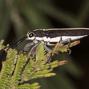 Rhinotia suturalis at Bruce, ACT - 30 Oct 2024 10:55 AM