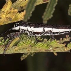 Rhinotia suturalis at Bruce, ACT - 30 Oct 2024