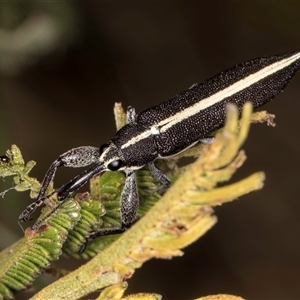 Rhinotia suturalis at Bruce, ACT - 30 Oct 2024 10:55 AM