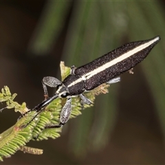 Rhinotia suturalis at Bruce, ACT - 30 Oct 2024