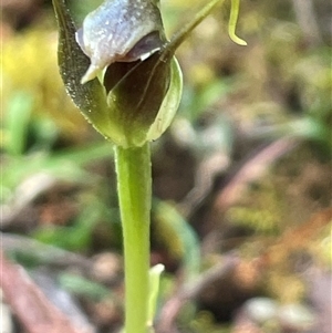 Pterostylis pedunculata at Weldborough, TAS - suppressed