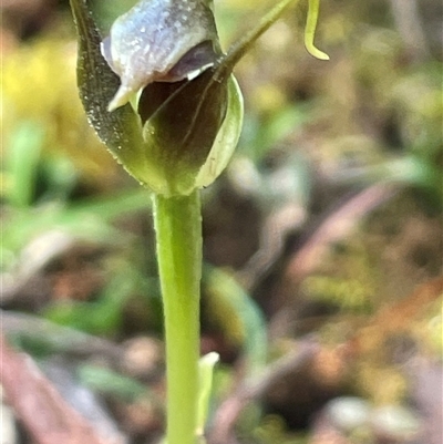 Pterostylis pedunculata (Maroonhood) at Weldborough, TAS - 23 Oct 2024 by Clarel