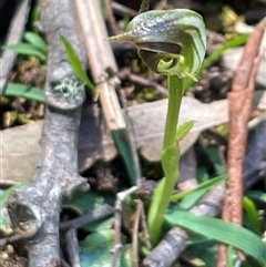 Pterostylis pedunculata at Weldborough, TAS - suppressed