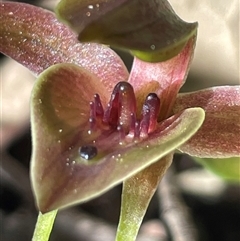 Chiloglottis triceratops at Pyengana, TAS - suppressed