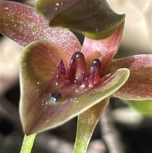 Chiloglottis triceratops at Pyengana, TAS - suppressed