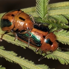 Calomela curtisi (Acacia leaf beetle) at Bruce, ACT - 29 Oct 2024 by kasiaaus