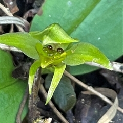 Chiloglottis cornuta (Green Bird Orchid) at Pyengana, TAS - 23 Oct 2024 by Clarel