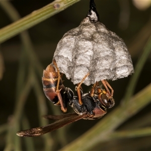 Polistes (Polistella) humilis at Bruce, ACT - 30 Oct 2024 11:00 AM