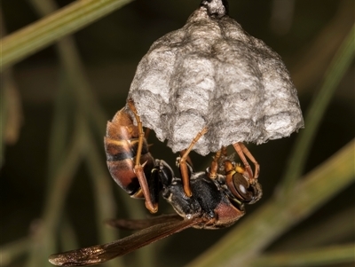 Polistes (Polistella) humilis (Common Paper Wasp) at Bruce, ACT - 30 Oct 2024 by kasiaaus