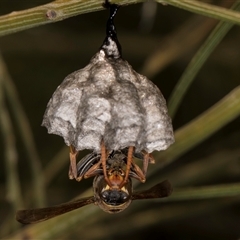 Polistes (Polistella) humilis at Bruce, ACT - 30 Oct 2024