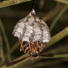 Polistes (Polistella) humilis at Bruce, ACT - 30 Oct 2024