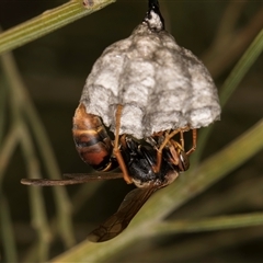 Polistes (Polistella) humilis at Bruce, ACT - 30 Oct 2024