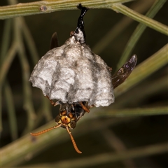 Polistes (Polistella) humilis at Bruce, ACT - 30 Oct 2024 11:00 AM