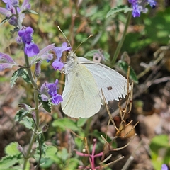 Pieris rapae (Cabbage White) at Braidwood, NSW - 1 Nov 2024 by MatthewFrawley