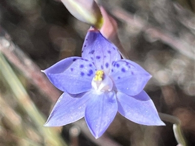 Thelymitra sp. at Scamander, TAS - 23 Oct 2024 by Clarel